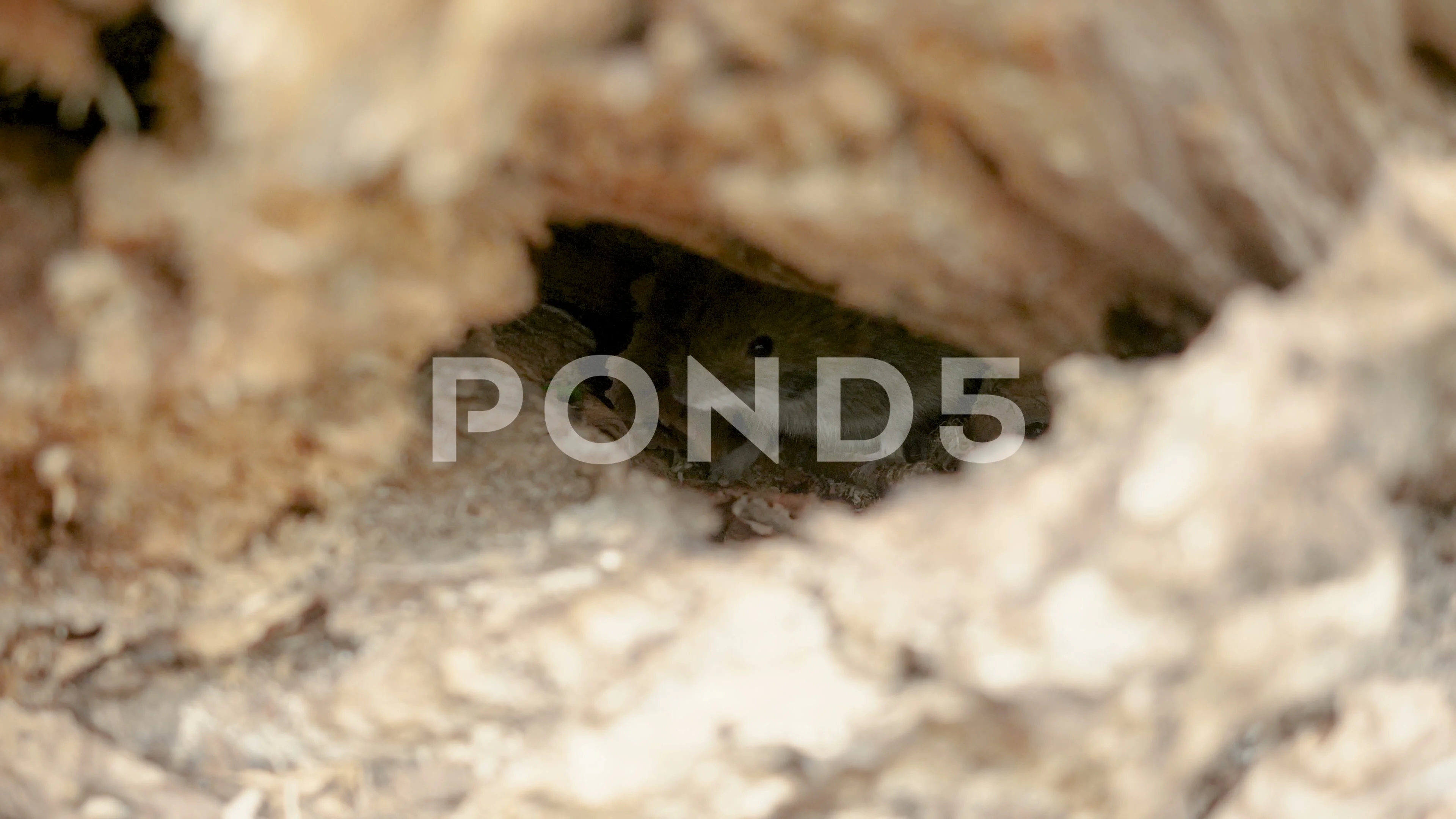 shot of wild field mouse hiding... Stock | Pond5