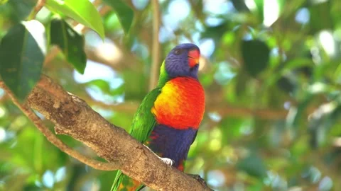 Close up shot of a wild friendly rainbow parakeet with colorful plumage, 스톡 동영상 227500667