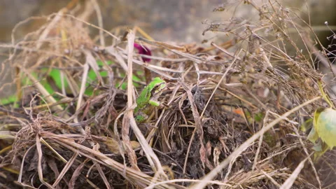 Close up shot of wild frog during sunny day Vídeos de archivo 169865347