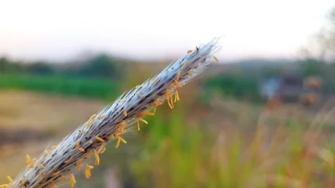 Close Up shot of wild grass flower with yellow pollen. Video stock 319463293