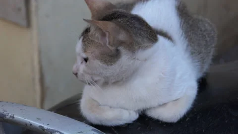 Close shot of a wild indian cat sitting on a scooter Stock Footage 147965556