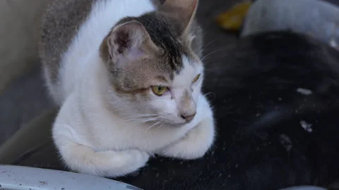 Close shot of a wild indian cat sitting on a scooter Stock Footage 147965674