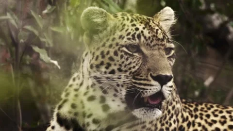 Close up shot of a wild leopard laying down by a bush Stock Footage 331958675