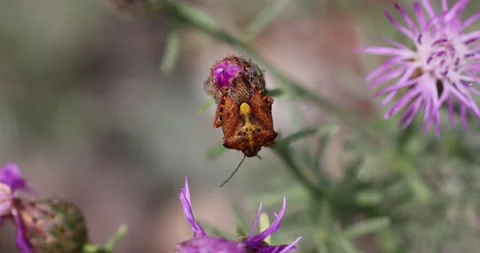 Close up shot of wild Mediterranean fruit bug resting between flower Stock Footage 246399632