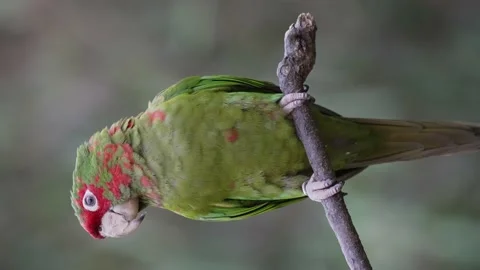 Close up shot of wild Mitred Parakeet or Psittacara mitratus perched on Video stock 160120140