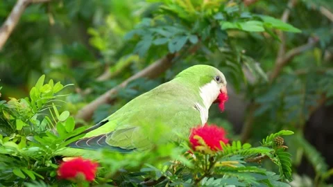 Close up shot of a wild Monk parakeet (Myiopsitta monachus) feeds on red Видео 333913665