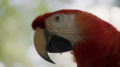 Close up shot of wild red ara Macaw Parrot relaxing in front of green Stock Footage 158303247