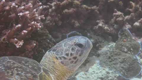 Close up shot of wild sea turtle underwater between coral reef in deep Stock Footage 137486295