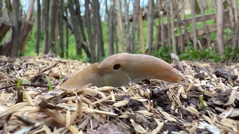 Close up shot from wild snail without shell in the garden surface pest Stock Footage 245345753