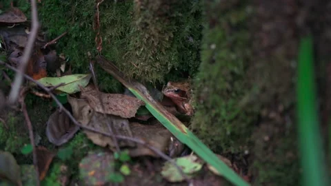 Close-up shot of a wild toad or frog inside a tree trunk in the woods Stockbeeldmateriaal 167261317