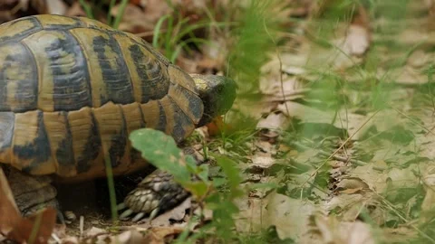 Close Shot of a Wild Tortoise Crawling Through Dry Leaves and Grass in its Stock Footage 299836994