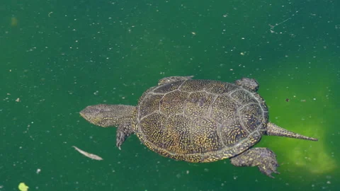 Close up shot of wild water turtle diving in natural pond during sunny day Stock Footage 157908859