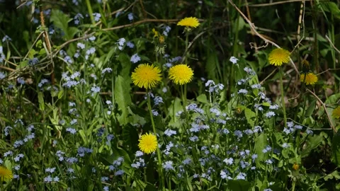 Close-up shot of wildflowers in a spring forest Stock Footage 344828527