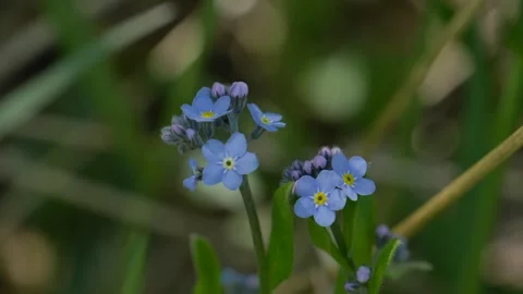 Close-up shot of wildflowers in a spring forest Stock Footage 344828685