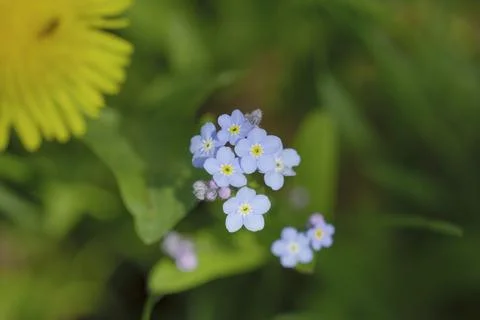 Close-up shot of wildflowers in a spring forest Foto stock