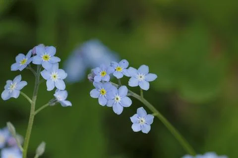Close-up shot of wildflowers in a spring forest Stock Photos