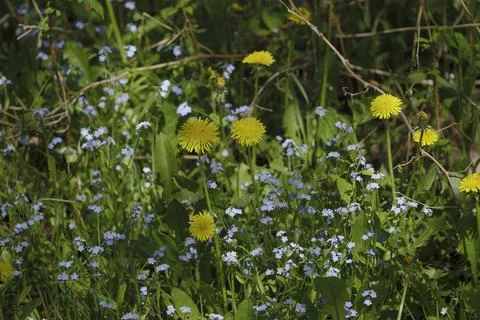 Close-up shot of wildflowers in a spring forest Stock Photos
