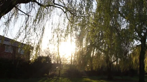 Close up shot of a willow tree, Reading, Berkshire, England 스톡 동영상 105133603