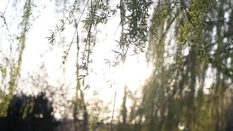 Close up shot of a willow tree, Reading, Berkshire, England 스톡 동영상 105133608