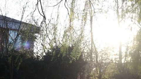 Close up shot of a willow tree, Reading, Berkshire, England 스톡 동영상 105133627