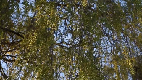 Close up shot of a willow tree, Reading, Berkshire, England 스톡 동영상 105133691
