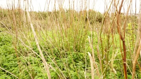 Close up shot of the wind swaying some thin branches and green leaves. Stock Footage 143005689