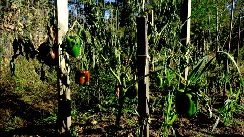 Close up shot of withered bell pepper plants after first frost killed crops Stock Footage 331819701