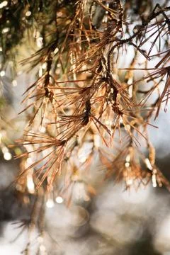 Close-up shot of withered pine tree needles Stock Photos