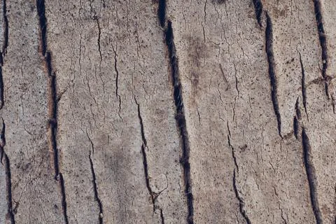 Close-up shot Wood tree outer bark in wild forest. Outermost layer of dead Stock Photos