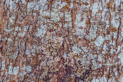 Close-up shot Wood tree outer bark in wild forest. Outermost layer of dead Stock Photos