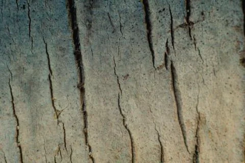 Close-up shot Wood tree outer bark in wild forest. Outermost layer of dead Foto stock