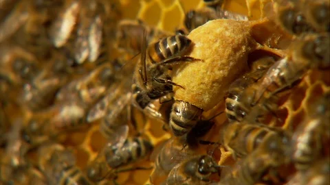 Close up shot of worker bee preparing a queen cell on wax comb Stock Footage
