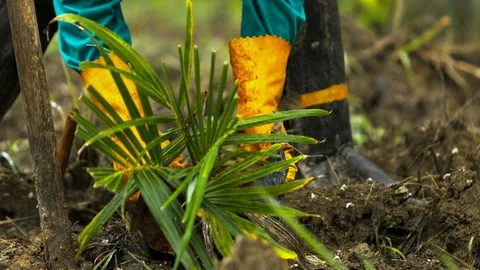 Close up shot as a worker unfolding a coyol / macauba palm tree seedling Stock Footage 101690229