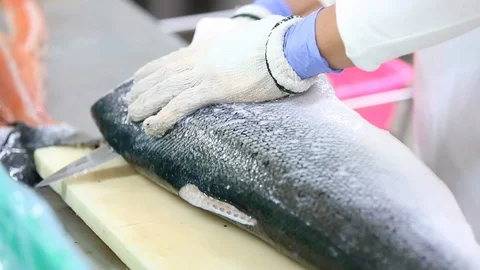 Close up shot of workers cutting salmon in the factory, salmon fillet. Stockbeeldmateriaal 128594475