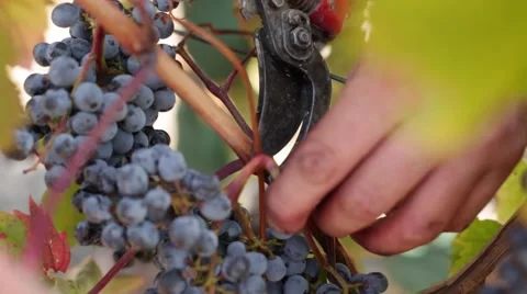 Close up shot of workers gathering ripe grapes. Stock Footage 61985885