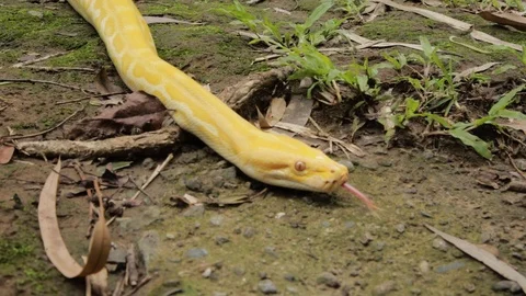 A close up shot of a yellow Burmese python hunting for food Video stock 124213492