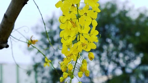 Close Shot Yellow Flower Bunch Stock Footage 70761257