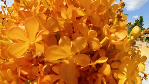 Close-up shot of yellow flowers in full bloom Stock Footage 305163533