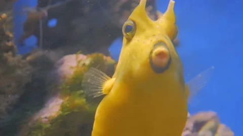 Close up shot of yellow funny fish near corals Stock Footage