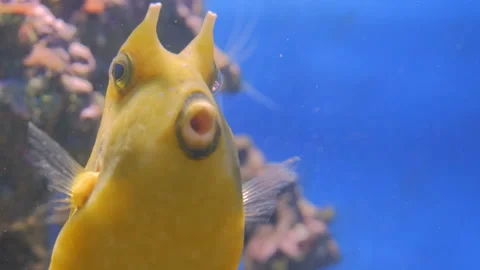 Close up shot of yellow funny fish near corals Stock Footage