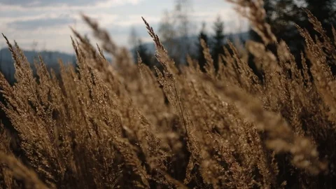 Close up shot of yellow grass on the wind after sunset Video stock 128159280