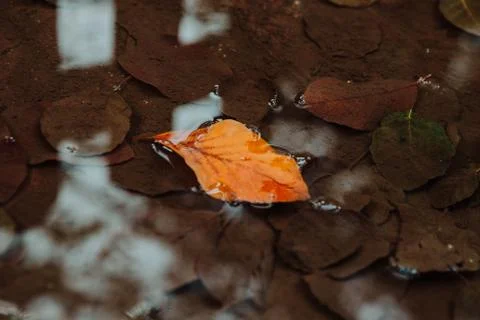 A close up shot of a yellow leaf fallen on a pond in a park in autumn Stock Photos