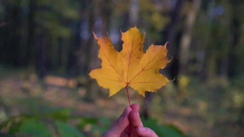 Close up shot of yellow leaf falling down. Steady shot. Slow motion Stock Footage 114246774