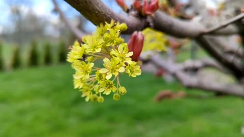 A close up shot of yellow maple bloom with ants in spring Stock Footage 190012777