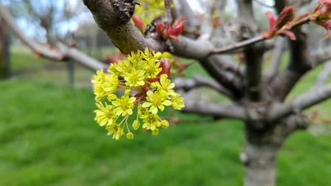 Close up shot of a yellow maple bloom in early spring with blurred green gras Stock Footage 190012906