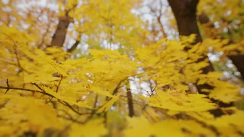 Close-up shot of the yellow maple leaves on the blurry background. Video stock 166826918