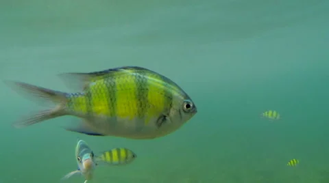Close-up shot of yellow-striped sergeant fish in Thailand Stock Footage 47937515