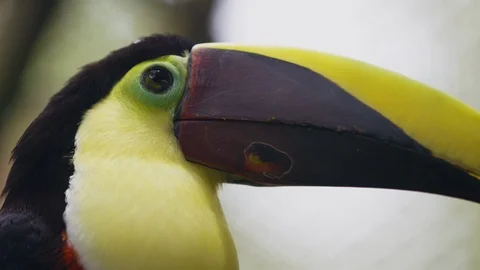 Close up shot of yellow throated toucan observing it's surroundings, Costa Rica Stock Footage 123721162