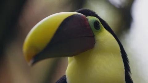Close up shot of yellow throated toucan observing it's surroundings, Costa Rica Vidéo 123721338