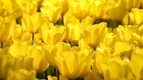 Close Up Shot Of Yellow Tulips Stock Footage 89139960